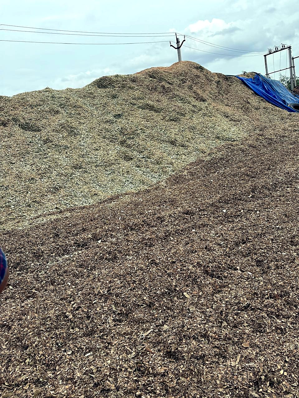 Eucalyptus wood chips at the facility